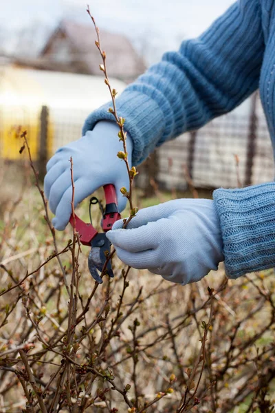 Woman Pruning Bushes Pruner Close Women Hands — Stock Photo, Image