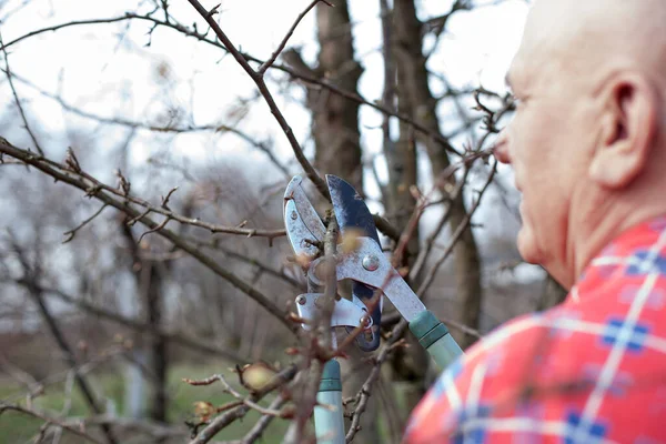 Male Farmer Village Garden Pruning Tree Branches — Stock Photo, Image