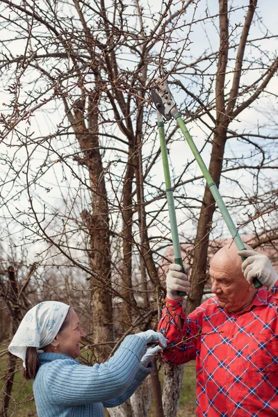 成熟したカップル剪定リンゴの木と剪定 — ストック写真