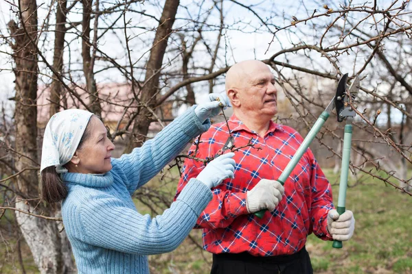 成熟したカップル剪定リンゴの木と剪定 — ストック写真