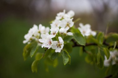 Bahar günü açan elma ağacı çiçekleri.