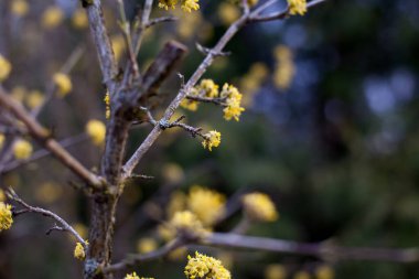 Çiçekli ağaç dalları ve sarı çiçekler.