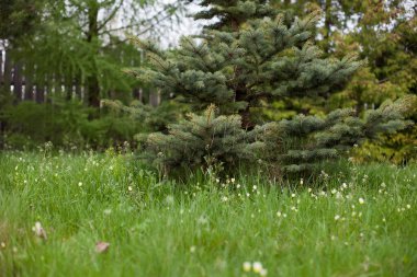 Etrafı çayırlarla çevrili genç bir ladin ile bahar manzarası.
