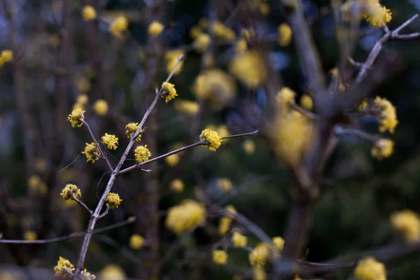 Flowering Dogwood Branches Yellow Flowers — Stock Photo, Image