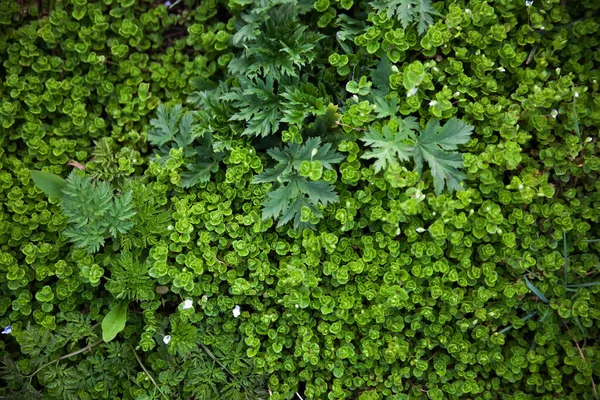 Fresh Green Grass Spring Meadow — Stock Photo, Image
