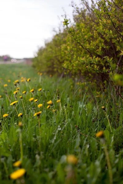 緑の尖塔の茂みと黄色のタンポポの春の風景 — ストック写真