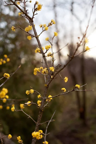 Ανθισμένα Κλαδιά Από Ξύλο Σκύλου Κίτρινα Άνθη — Φωτογραφία Αρχείου