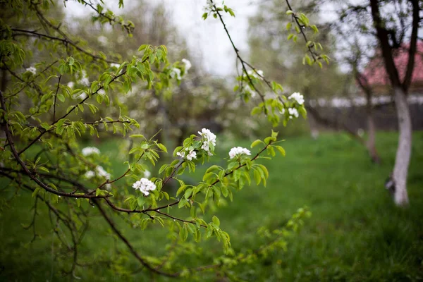Flores Macieira Florescendo Dia Primavera — Fotografia de Stock