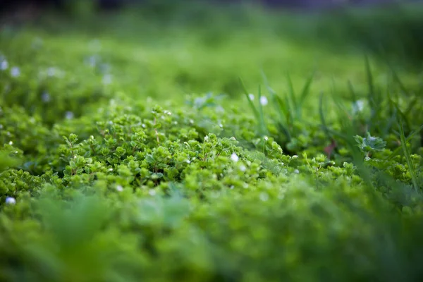 Frisches Grünes Gras Auf Der Frühlingswiese — Stockfoto