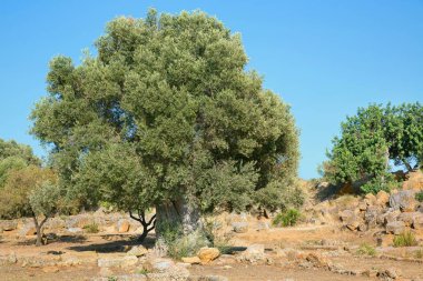 Çok eski zeytin ağacı; 2000 yaşında zeytin ağacı