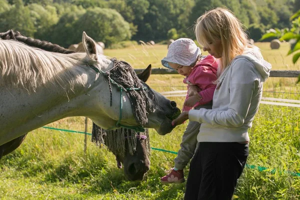 Matka i córka są karmione konie trawie na farmie — Zdjęcie stockowe