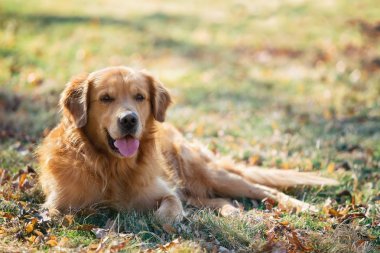Park altın geri almak