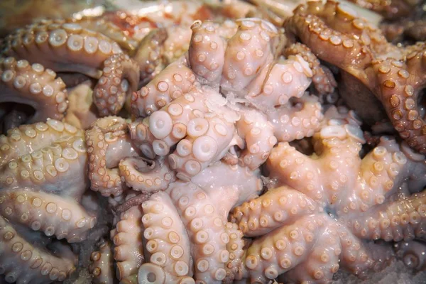 Close view of octopus' tentacle — Stock Photo, Image