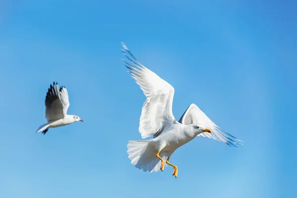 Seagull on blue sky — Stock Photo, Image