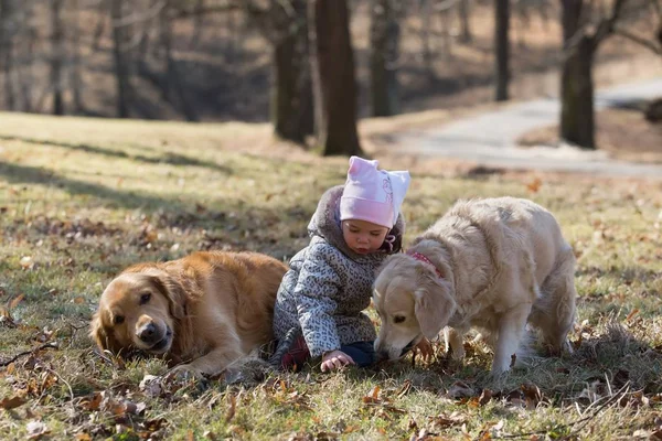 Baby flicka som leker med golden retriever hund — Stockfoto