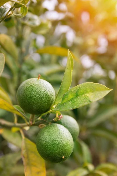 Green Lime on tree — Stock Photo, Image