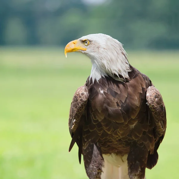 Bald eagle head close up portrait — Stock Photo, Image
