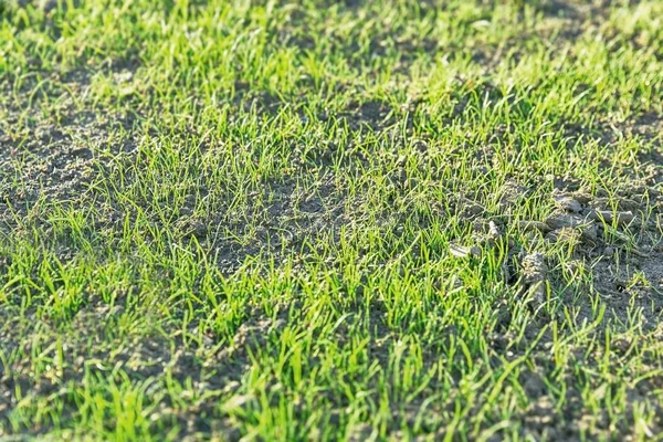 Регенерация травы в гарде — стоковое фото