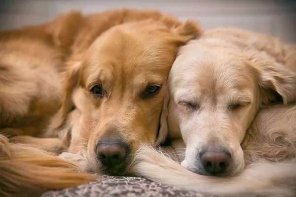 Zicht op twee liegende honden — Stockfoto