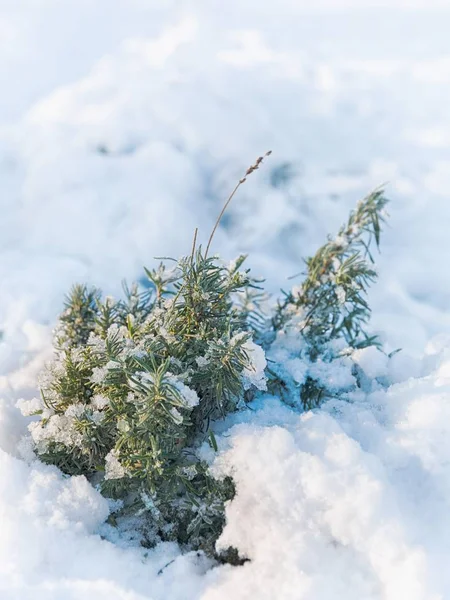 Aproape de lavandă în timpul iernii pe zăpadă — Fotografie, imagine de stoc