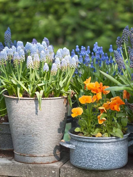 Spring flowers in pot — Stock Photo, Image