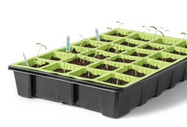 Beyaz bir arka plan üzerinde genç domates fidesi