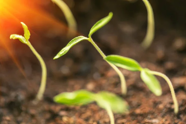 Jonge plant groeit in het zonlicht — Stockfoto