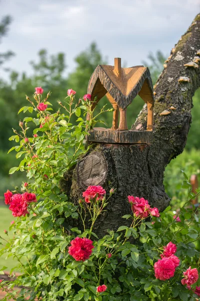 Квітучі бугенвільські троянди — стокове фото
