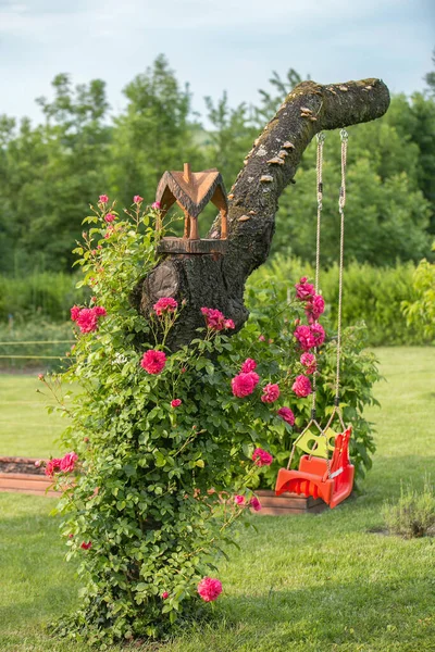 Blooming bougainvillea roses — Stock Photo, Image