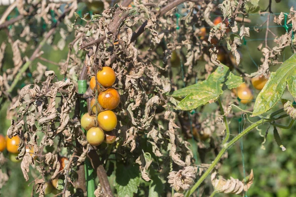 Geavanceerde aardappellaatblaren op tomaten Rechtenvrije Stockfoto's