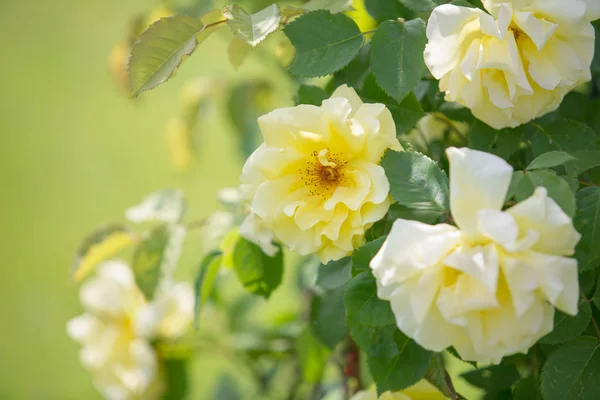 Rosas florecientes de buganvillas amarillas — Foto de Stock