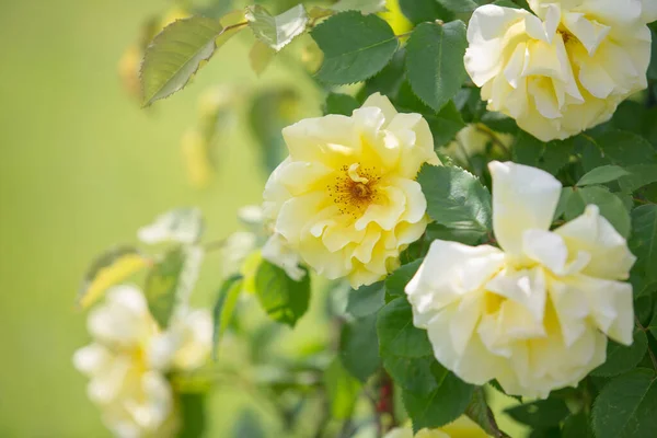 Floração amarelo bougainvillea rosas Fotografia De Stock