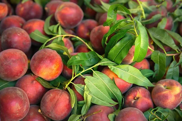 Frisch gepflückte Pfirsiche — Stockfoto