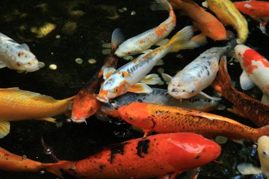 koi sazan balığı.