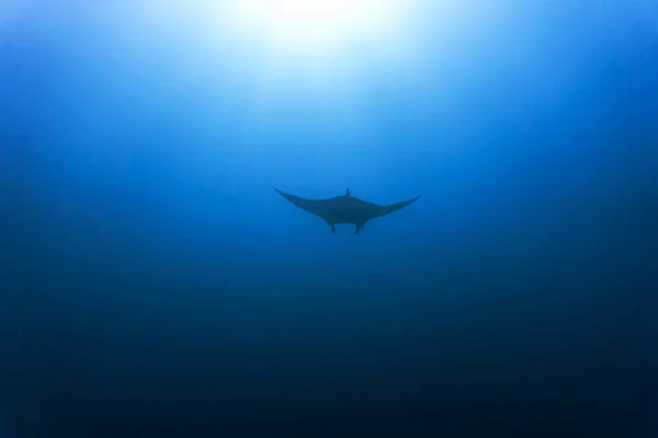 Manta ray στο εθνικό πάρκο κομόντο Εικόνα Αρχείου