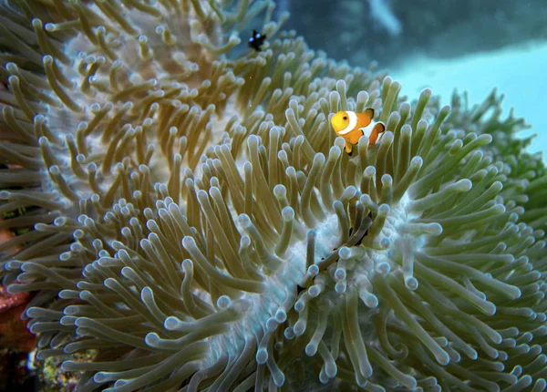 Peixe palhaço em coral Imagem De Stock