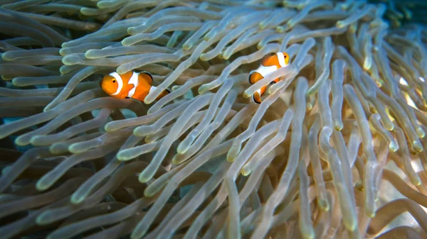 Peixe palhaço em coral Imagem De Stock