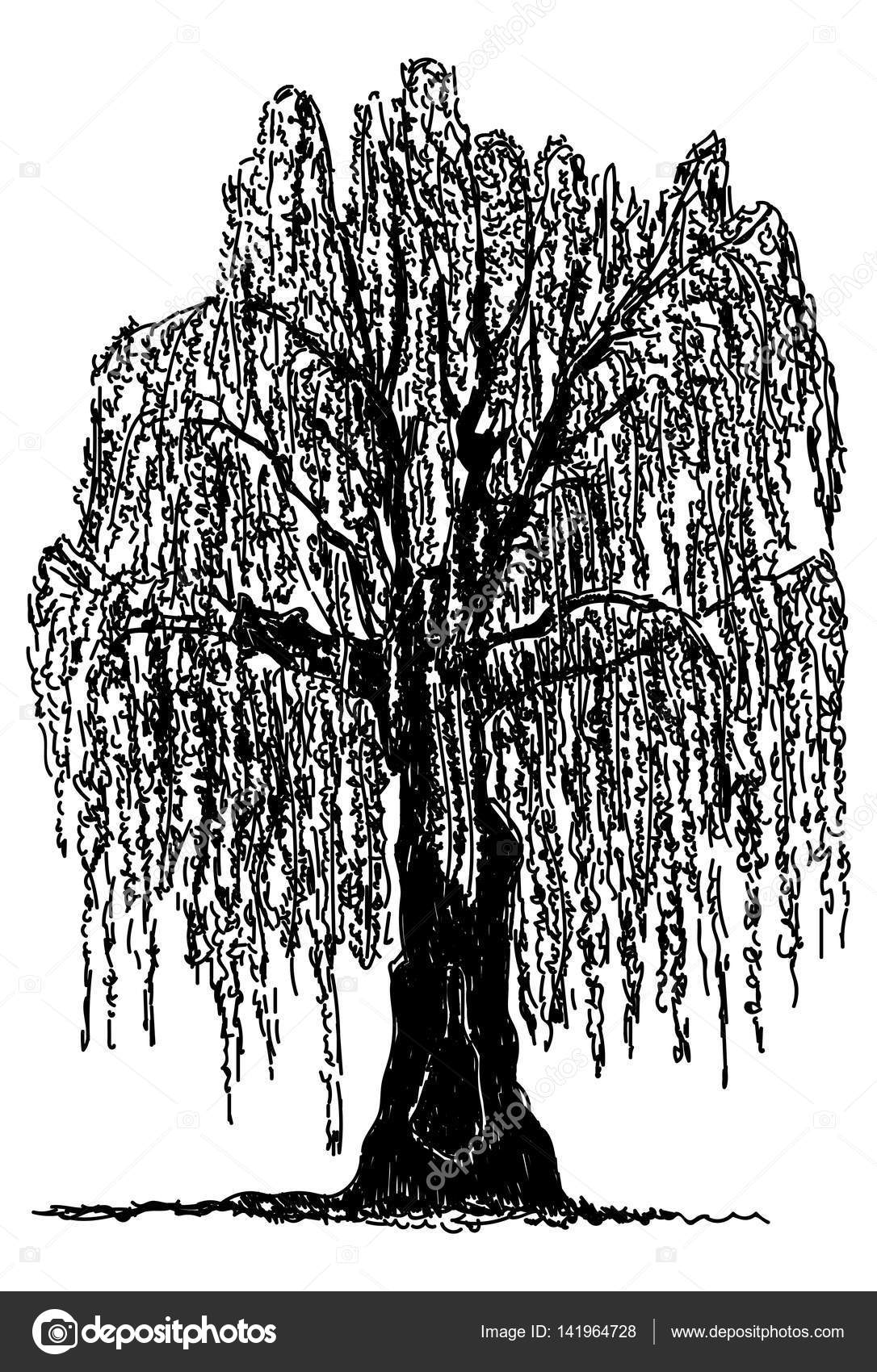 Sauce llorón aislado vector, gráfico vectorial © pavelmidi imagen