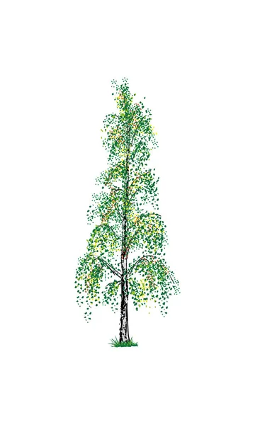 Birch tree isolated — Stock Vector