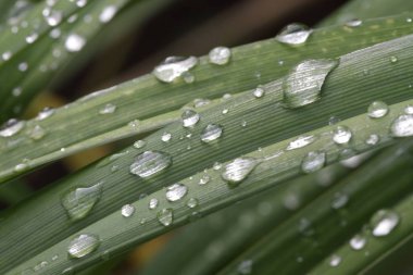 Çimenlere su damlıyor.