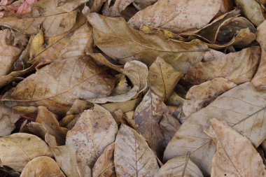 sonbahar yaprakları kahverengi