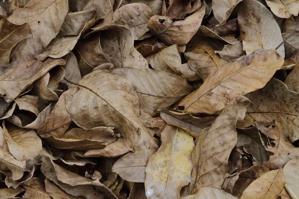 Autumn foliage brown — Stock Photo, Image