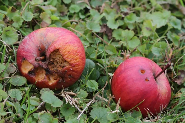 Rotten apple on ground — Stock Photo, Image