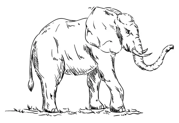 Elefant animal — Wektor stockowy