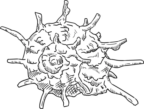 Muschel isoliert — Stockvektor