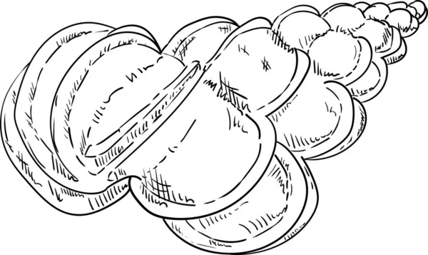 Muschel isoliert — Stockvektor