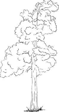 vektör - eski ağaç