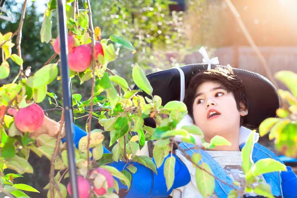 Niño discapacitado en silla de ruedas recogiendo manzanas rojas del árbol — Foto de Stock