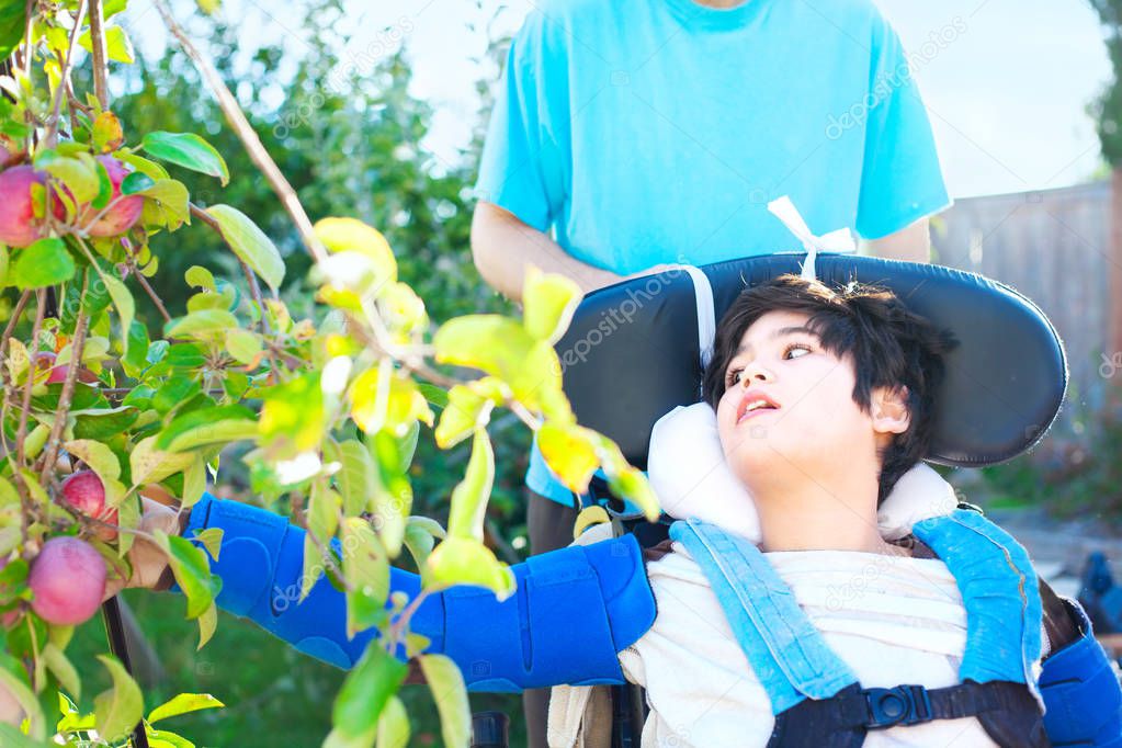 Disabled boy in wheelchair picking red apples off tree