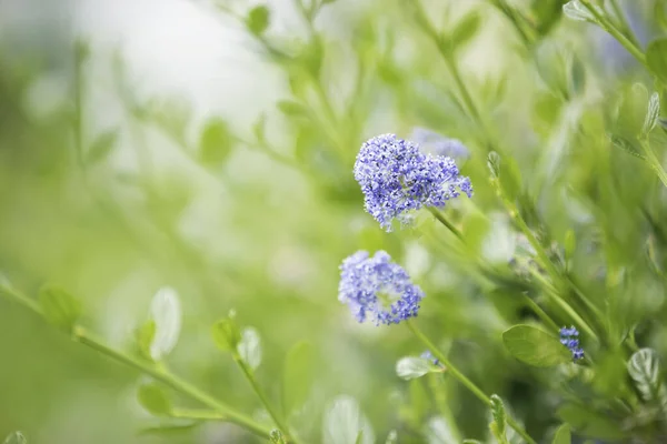 Fiori blu porpora del cespuglio delle farfalle — Foto Stock